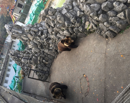 熊