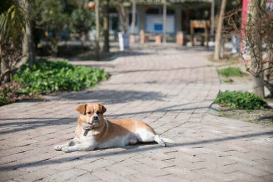 土狗