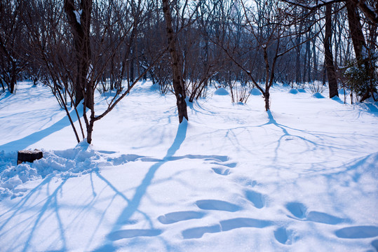 雪地