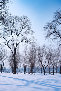 雪景