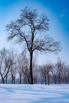 雪景