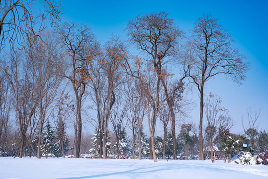 雪景