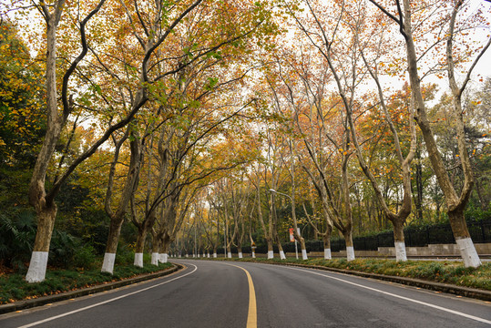 道路