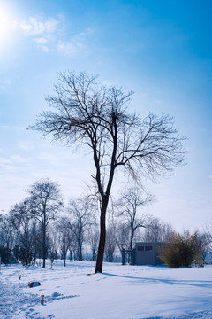 雪景