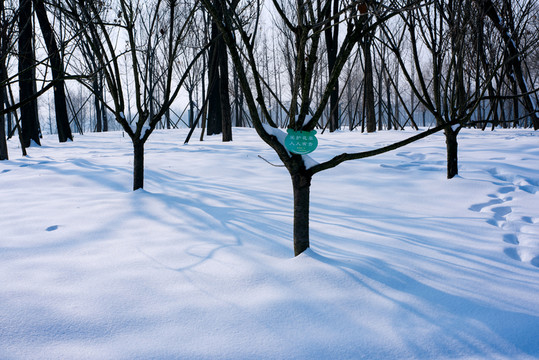 雪景