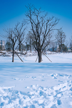 雪景