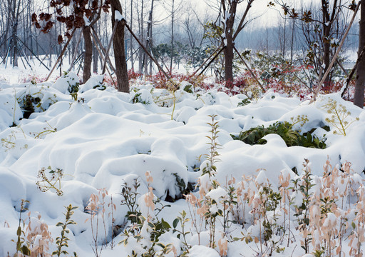 大雪覆蓋