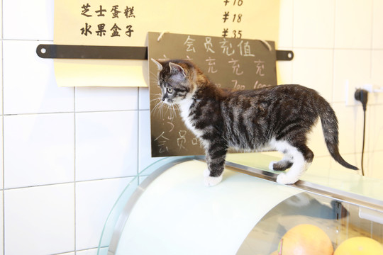 咖啡店里的貓