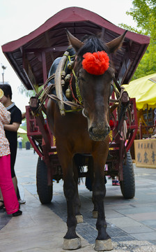 觀光馬車