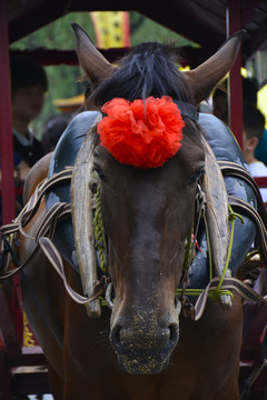 觀光馬車