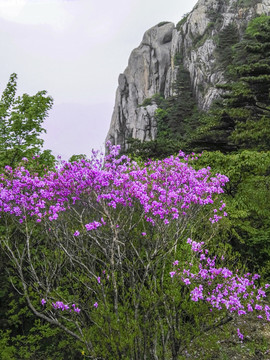 杜鵑