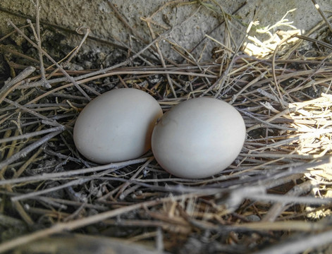斑鳩蛋