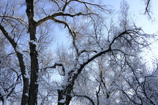冬雪
