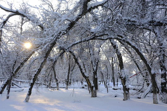 冬雪