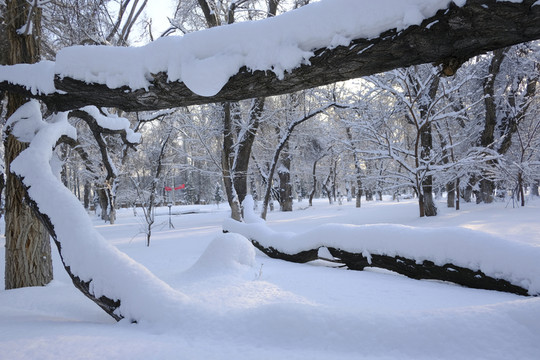雪林