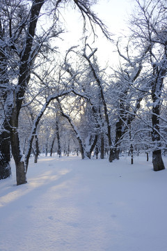 冬雪