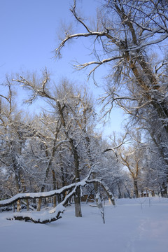 雪林