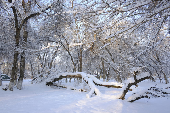 冬雪