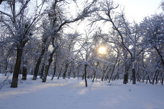 冬雪