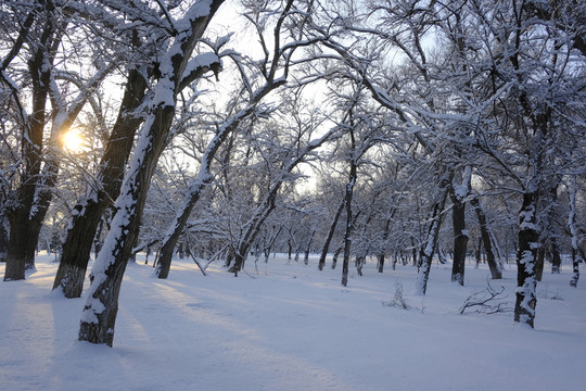 雪林