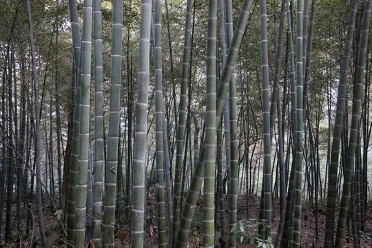 竹子