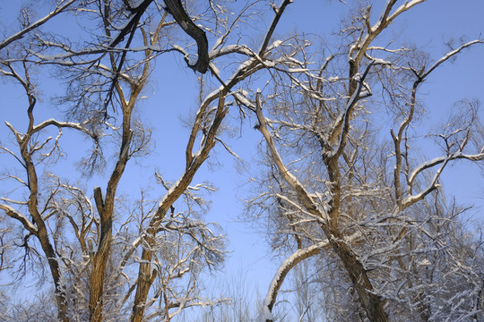 雪林
