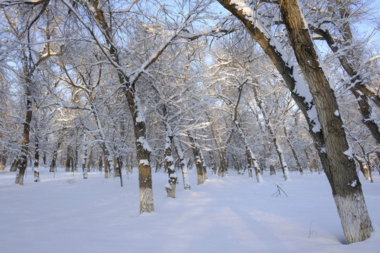 雪林