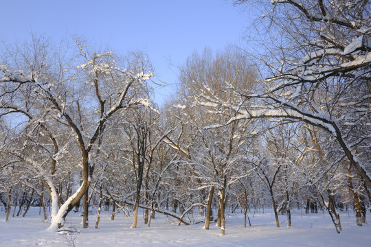 雪林