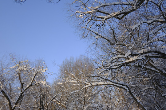 雪林