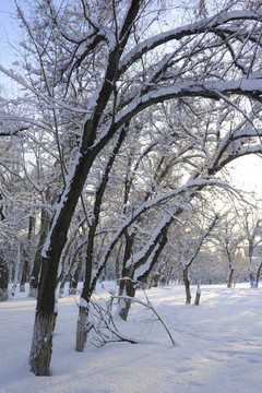 冬雪