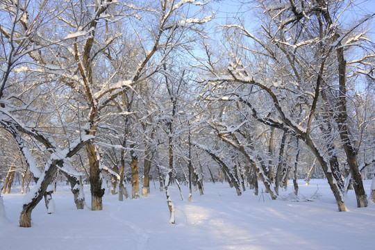 冬雪