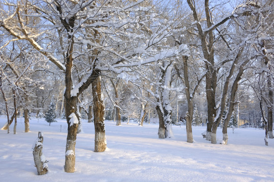 冬雪