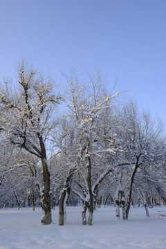 冬雪