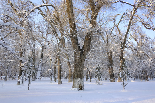 雪景