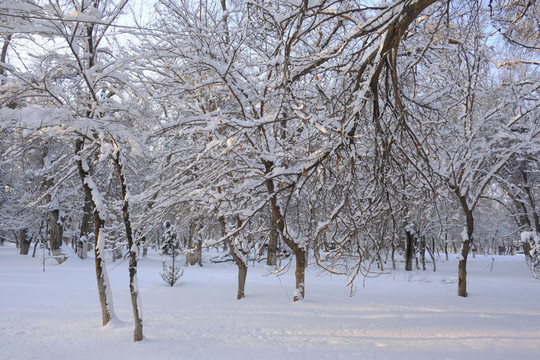 雪景