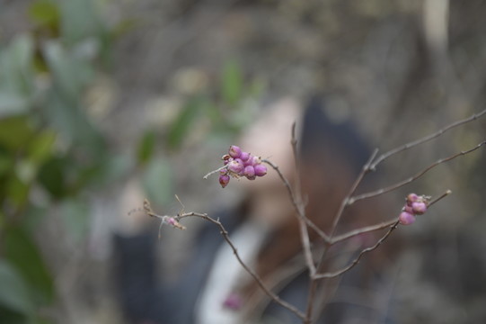 朦朧