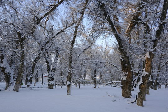 雪景