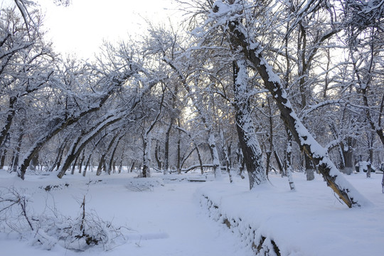 雪景