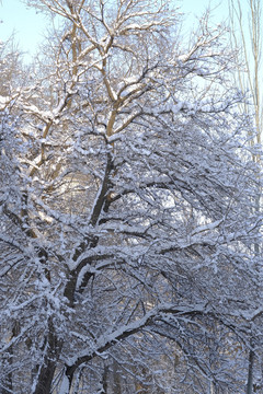 雪景