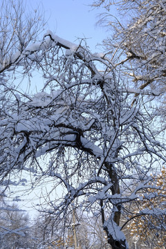雪景