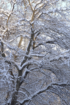 雪景