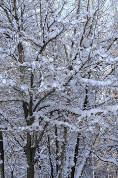 雪景
