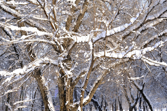 雪景