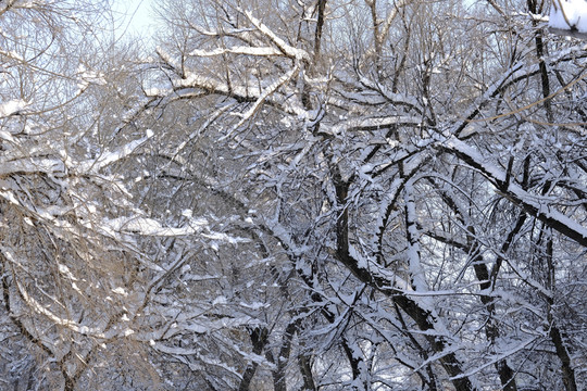 雪景