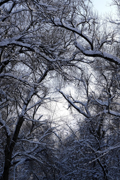 雪景