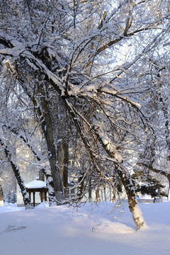 雪景