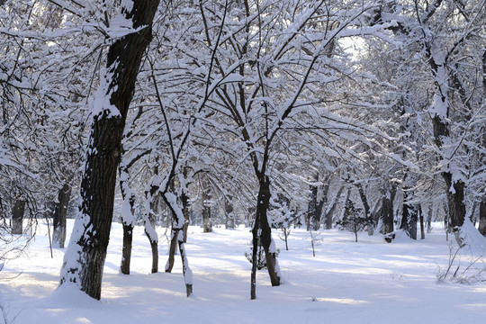 雪景