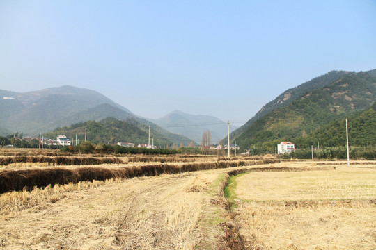稻田