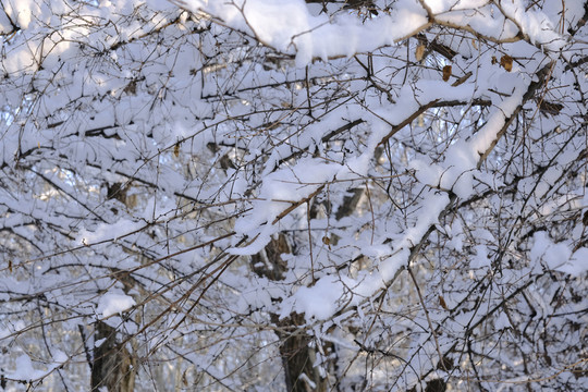 雪林