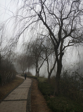 霧中的樹